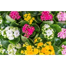 Korallvirág - Kalanchoe Calandiva 7cs