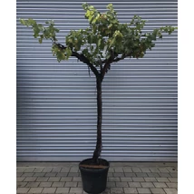 Vitis Vinifera CLT25 Kordonra futatatott szőlő