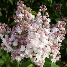 Syringa vulgaris 'Krasavitsa Moskvy' - Fehér-rózsaszín virágú orgona 40-60