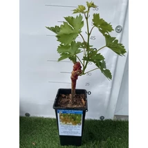 Vitis vinifera - szőlő Kozma Pálné muskotály K1,4l