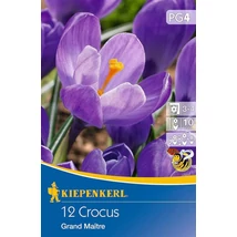 Kiepenkerl Crocus vernus Grand Maitre nagyvirágú krókusz virághagymák 12db