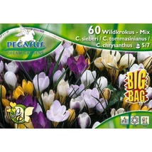 Pegasus Crocus Wildkrokus MIX vegyes botanikai krókuszhagymák BIG BAG 60db