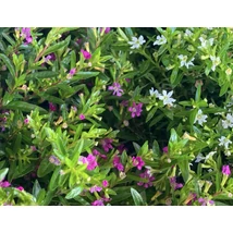 Lonicera nitida 'Maigrün' - Terülő mirtuszlonc K2 20-40