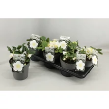 Helleborus nig. Advent Star CS14 20cm