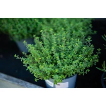 Fűszernövény - Kakukkfű CS12 Iván