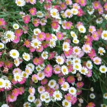 Erigeron karvinskianus Küllőrojt CS9