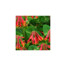 Lonicera x brownii 'Dropmore Scarlet' - Kúszólonc K2 40/60