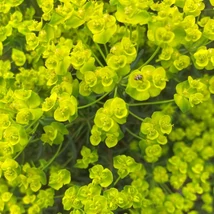 Euphorbia characias subsp. wulfenii – Sűrűlevelű kutyatej Cs14