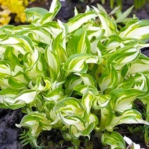 Hosta ‘Kiwi Spearmint’ – Árnyékliliom Cs14