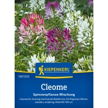 Kiepenkerl Spinnenpflanze mix Kleopátra Tűje