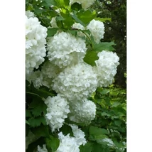 Viburnum opulus 'Roseum' - Labdarózsa K2 20+