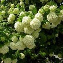 Viburnum opulus 'Roseum' - Labdarózsa 20/40