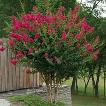 Lagerstroemia indica 'Red Magic' - Kínai selyemmirtusz 1/2 törzses CQ14L