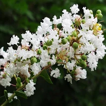 Lagerstroemia indica 'Enduring Summer White' – Kínai selyemmirtusz fehér K20 TM150 