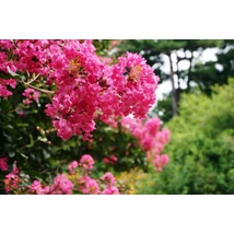 Lagerstroemia indica - Kínai selyemmírtusz bokor C30 150/175