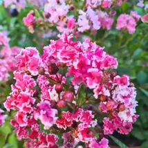 Lagerstroemia indica Berlingrot Menthe - Kínai selyem mirtusz bokor K30/50