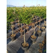 Lagerstroemia indica - Selyemmirtusz 1/2 törzses C18