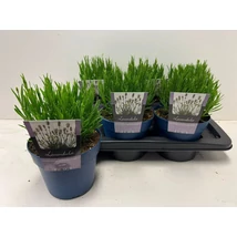 Lavandula angustifolia ‘Aromance White’ – Fehér levendula P17