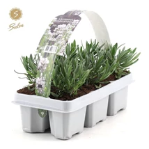 Lavandula angustifolia Felice White – Fehér levendula PAKKOS 6db/pakk