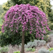 Cercis canadensis ‘Lavender Twist’ (‘Covey’) – Csüngő júdásfa K12/15 175/200