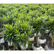 NERIUM OLEANDER T - Leander törzses