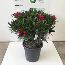 Nerium oleander Medium Bud - Leander színmix Extra P45 80+