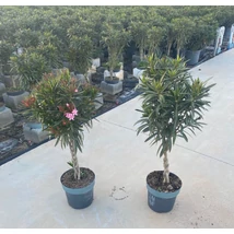 Nerium oleander Twisted Stem - Leander csavart törzses 100/120