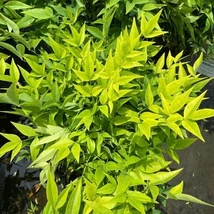 Nandina domestica Lemon Lime' - Japán szentfa sárgászöld P17