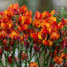 Cytisus racemosus Lena - Seprűzanót CS14