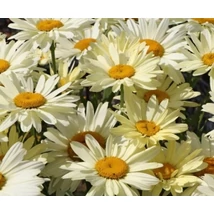 Leucanthemum x superbum 'Banana Cream' - Kerti margaréta Cs14