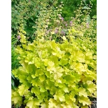 Heuchera 'Marmalade'- Tűzeső Cs15