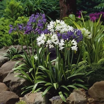 Agapanthus MIX - Szerelemvirág Cs14