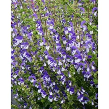 Salvia nemorosa Madeline Ligeti zsálya CS14