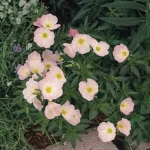Oenothera speciosa Siskiyou– Pompás ligetszépe Cs9