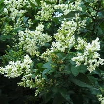 Ligustrum ovalifolium Nünü- Széleslevelű fagyal K3 30/40