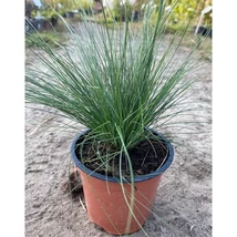 Festuca amethystina – Lila csenkesz Cs9