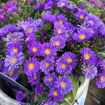 Aster dumosus Lady in Blue -Törpe  őszirózsa Cs9