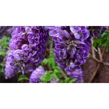 Wisteria floribunda 'Longwood Purple - Sötétlila japán lilaakác P15