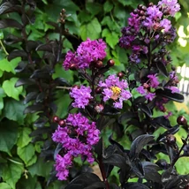 Lagerstroemia indica 'Puple Magic Star'- Kínai selyemmirtusz 1/2 törzses CQ14L