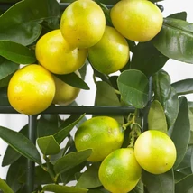 Limequat alacsony törzsön 50/70