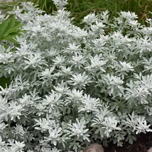 Artemisia stelleriana 'Silver brocade' – Lisztes üröm CS9