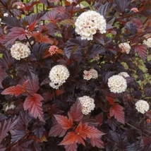 Physocarpus opulifolius 'Little Angel' - Törpe hólyagvessző K2 20-60