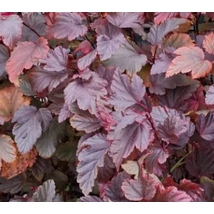 Physocarpus opulifolius Andre - Bangitalevelű hólyagvessző K2 20-60