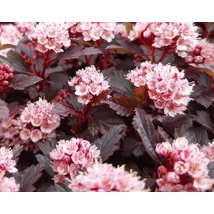 Physocarpus opulifolius 'Little Joker' - Bangitalevelű hólyagvessző K2 20-60