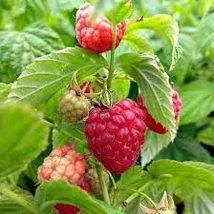 Rubus idaeus Lowberry Little  – Balkon málna K2 30/40