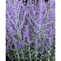 Perovskia atriplicifolia 'Little Spire'- Sudárzsálya  CS14