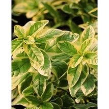 Lysimachia Congestiflora Golden Alexander - Pettyegetett lizinka CS14