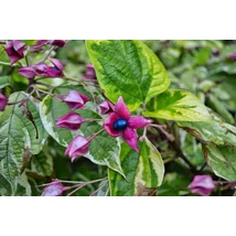 Clerodendrum trichotomum 'Variegatum' - Kései végzetfa