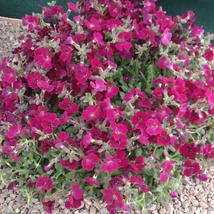 Aubrieta cultorum Regado Red Pázsitviola  CS9