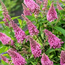 Buddleia davidii 'Pink Delight' - Rózsaszín nyáriorgona K2 20/40